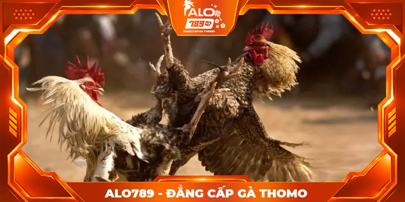 Tổng hợp ưu điểm nổi bật của sảnh đá gà Alo789 Tổng hợp ưu điểm nổi bật của sảnh đá gà Alo789